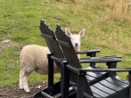 Sheep for neighbours